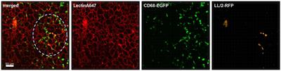 Ex vivo Live Cell Imaging of Nanoparticle-Cell Interactions in the Mouse Lung